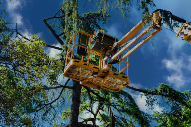 Best Residential Tree Removal  in Beaumont, CA